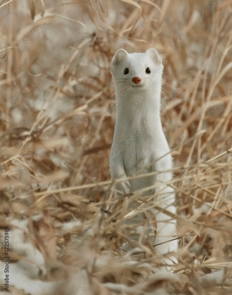 Long-tailed weasel in winter coat in grass Long-tailed weasel in winter coat in grass