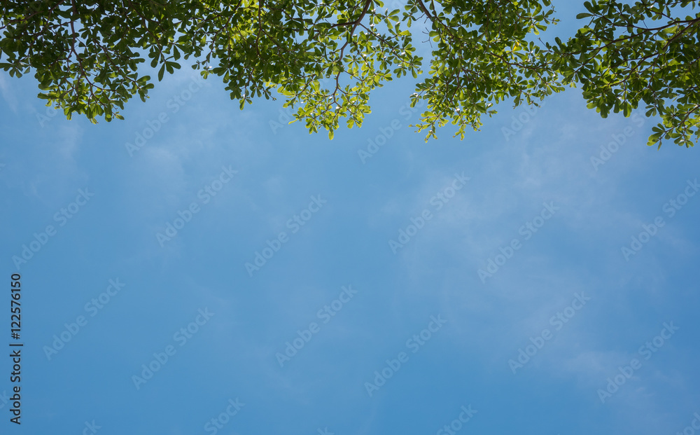 green leaves shining in the sun on blue sky background green leaves shining in the sun on blue sky background