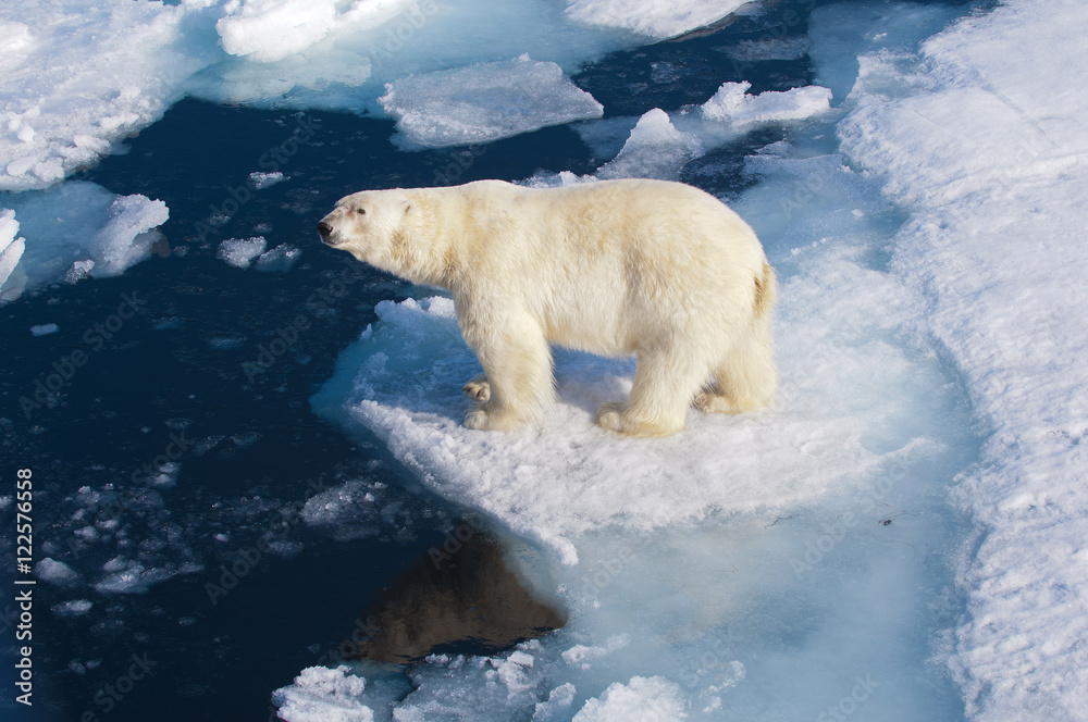 Polar bear (Ursus maritimus) on pack ice, Svalbard Archipelago, Norwegian Arctic Polar bear (Ursus maritimus) on pack ice, Svalbard Archipelago, Norwegian Arctic