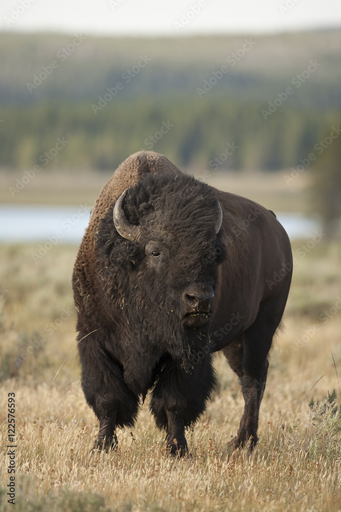 Plains Bison, Bison bison bison, Yellowstone NP, Montana, USA