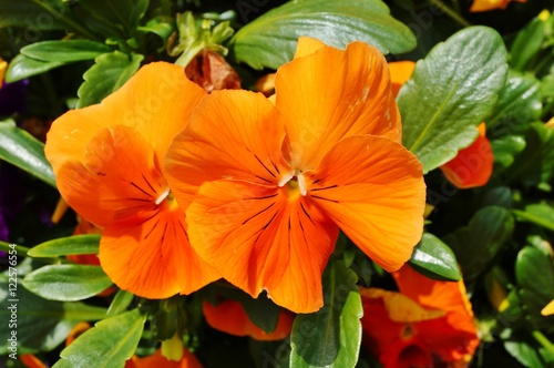 Orange pansy violet flowers