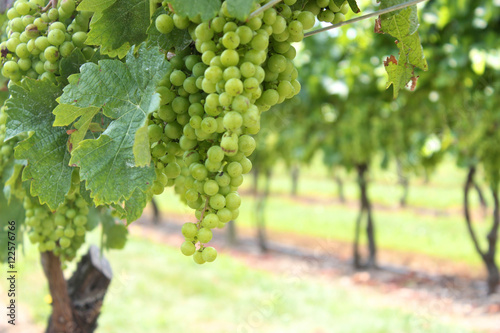Wallpaper Mural Grapes in the Vineyard Torontodigital.ca