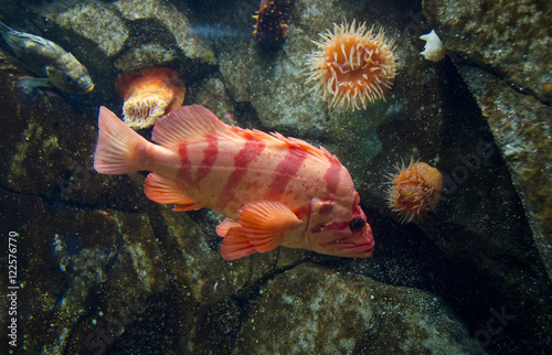 Tiger Rockfish,  Sebastes nigrocinctus, also banded rockfish, and black-banded rockfish, at Shaw Ocean Discovery Centre, an aquarium and marine education centre in Sidney, British Columbia, Canada photo