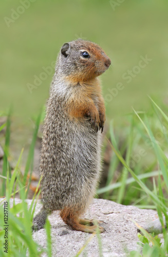 Columbian ground squirrel (Urocitellus columbianus) at its burrow at Jasper National Park, Alberta