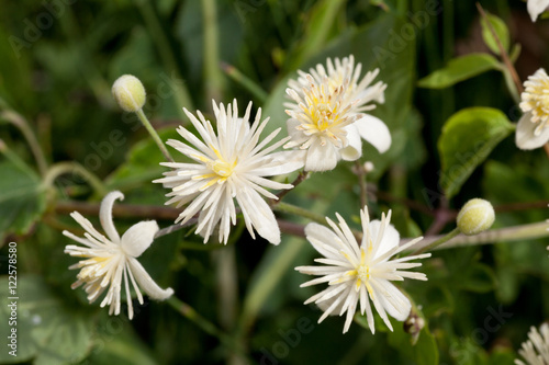 Macrophotographie d'une fleur sauvage: Clematite Vigne blanche (Clematis vitalba)