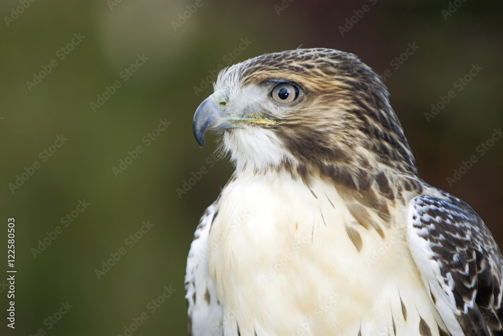 Red Tailed Hawk (Buteo jamaicensis), near Kamloops, British Columbia, Canada. Red Tailed Hawk (Buteo jamaicensis), near Kamloops, British Columbia, Canada.