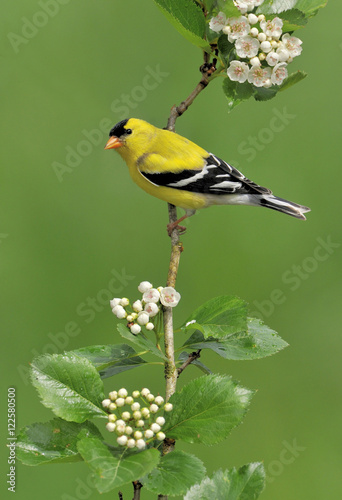 Male American Goldfinch (Spinus tristis) on flowering hawthorn perch, Victoria, British Columbia, Canada