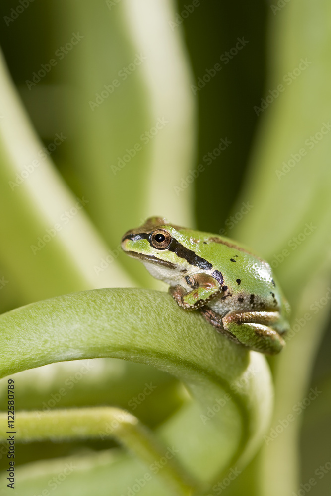 The Pacific Tree frog Hyla Regilla is quite common in B.C. They are small  frogs, up