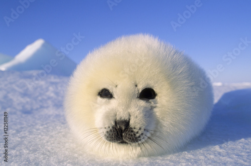 Week-old harp seal (Phoca groenlandica) pup, Magdalen islands, Quebec, Canada photo