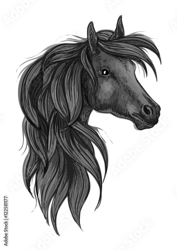Sketch of black purebred horse head