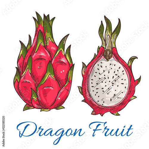 Exotic tropical dragon fruit or pitaya sketch