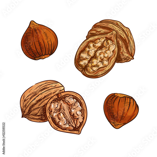 Hazelnut and walnut sketch for healthy food design
