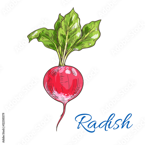 Red radish vegetable sketch for farming design