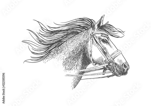Sketch of horse head in a bridle