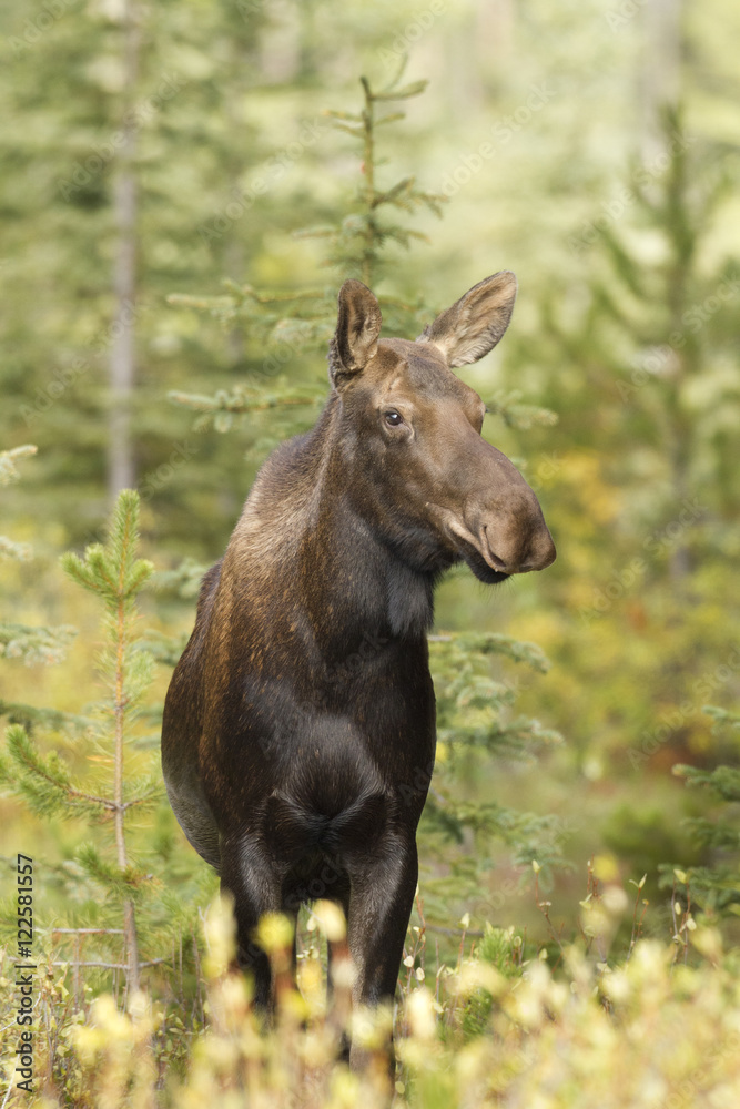 Moose, Alces alces, Rocky Mountains, Alberta, Canada Moose, Alces alces, Rocky Mountains, Alberta, Canada