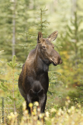 Moose, Alces alces, Rocky Mountains, Alberta, Canada photo