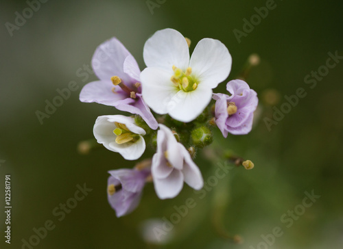 Macrophotographie d'une fleur sauvage: Diplotaxis fausse roquette (Diplotaxis erucoides)