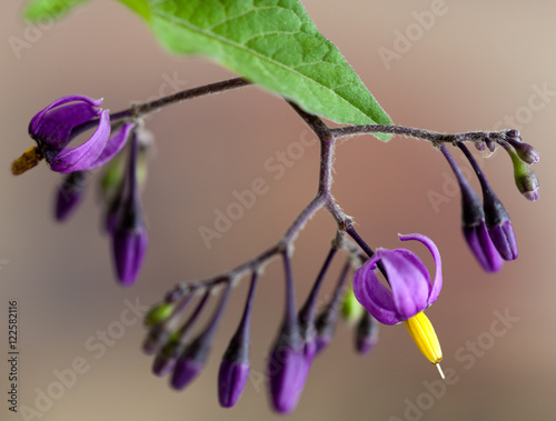 Macrophotographie d'une fleur sauvage: Douce-amere (Solanum dulcamara)