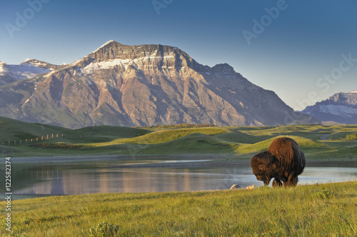 Plains Bison, (Bison bison bison), Waterton Lakes National Park, Alberta, Canada