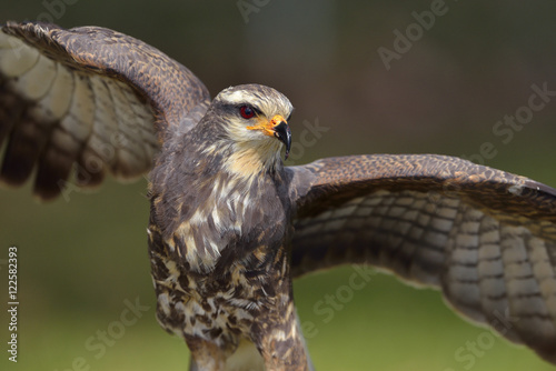 Snail Kite with wings outstretched, Florida, USA