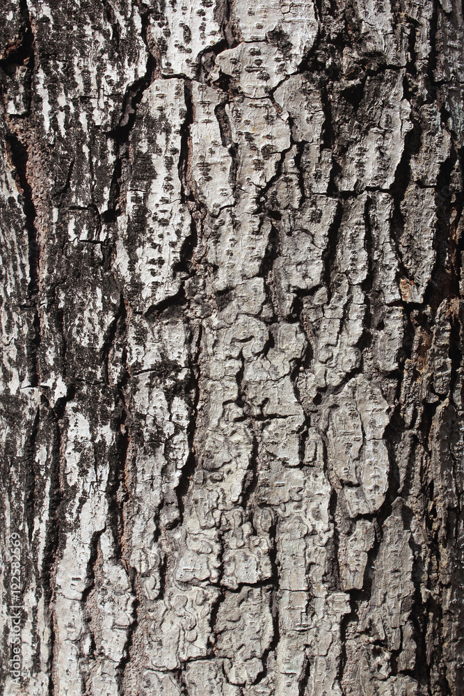 Tree bark texture. Nature wood background Tree bark texture. Nature wood background