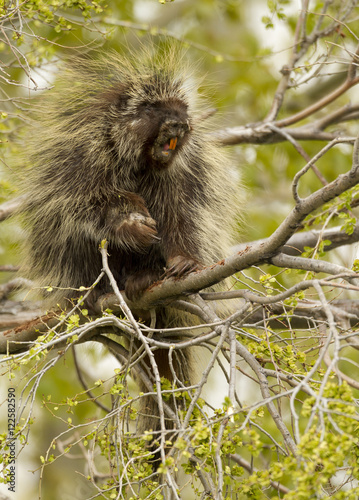 Porcupine, Erithizon dorsatum, Oregon, USA photo