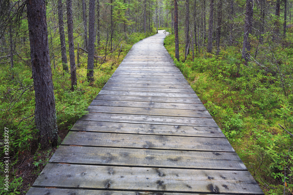 Boardwalk on the Spruce Bog Trail, Algonquin Provincial Park, Ontario, Canada Boardwalk on the Spruce Bog Trail, Algonquin Provincial Park, Ontario, Canada