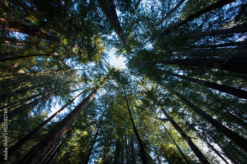 Fototapeta Naklejka Na Ścianę i Meble -  Santa Cruz Redwoods