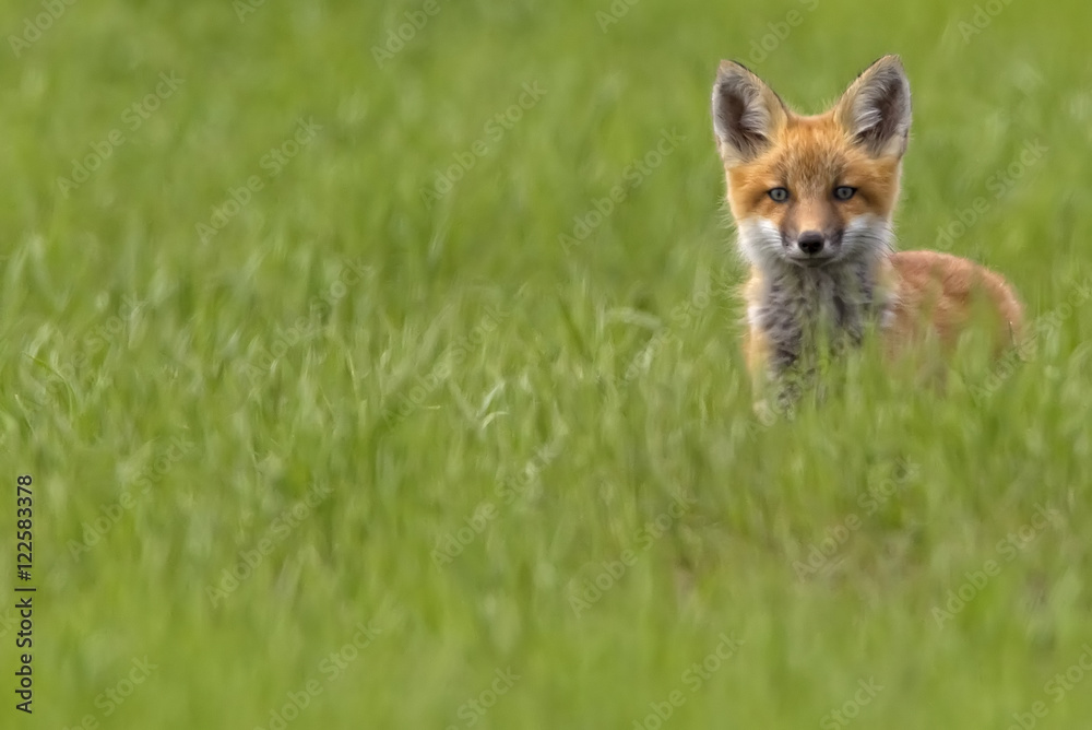 Kit fox, Saskatchewan. Kit fox, Saskatchewan.