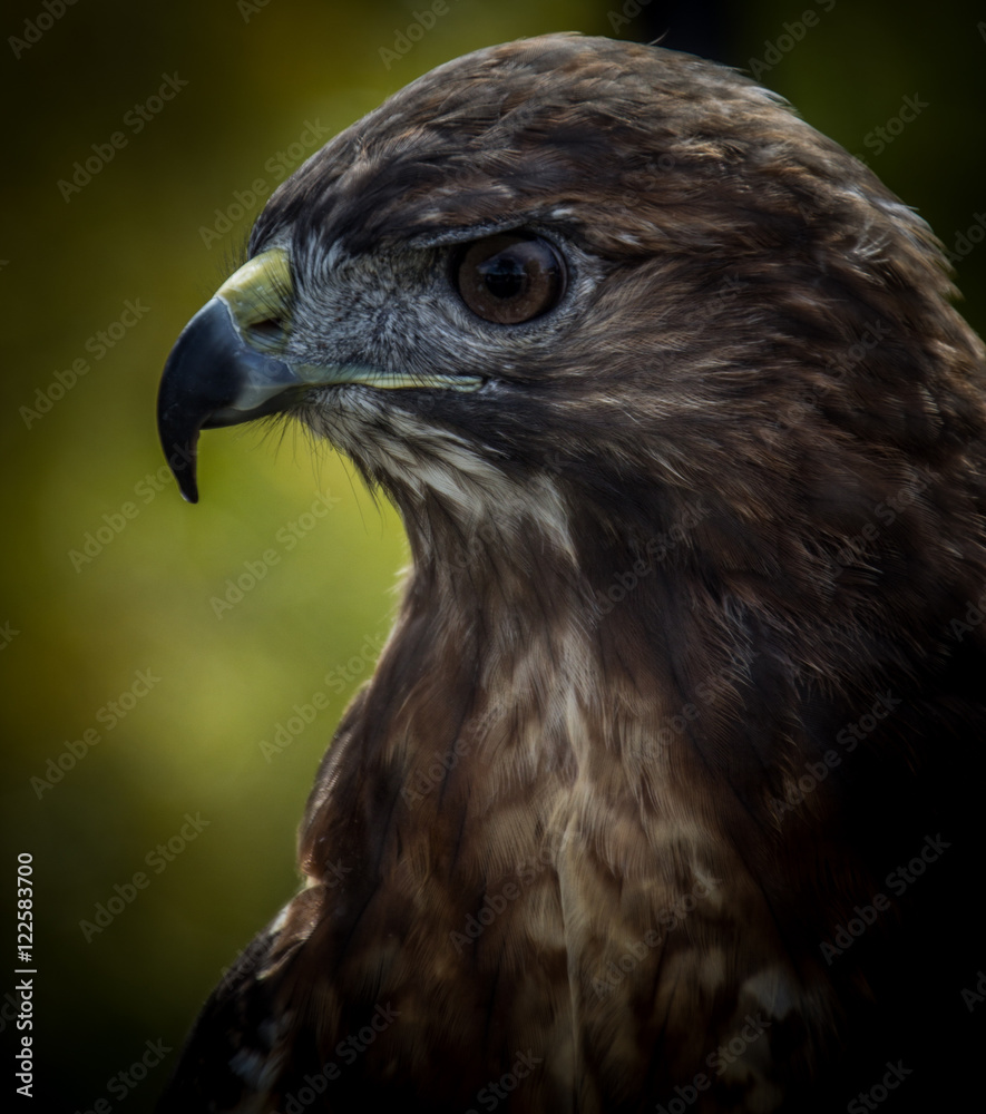 Hawk2 Hawk2