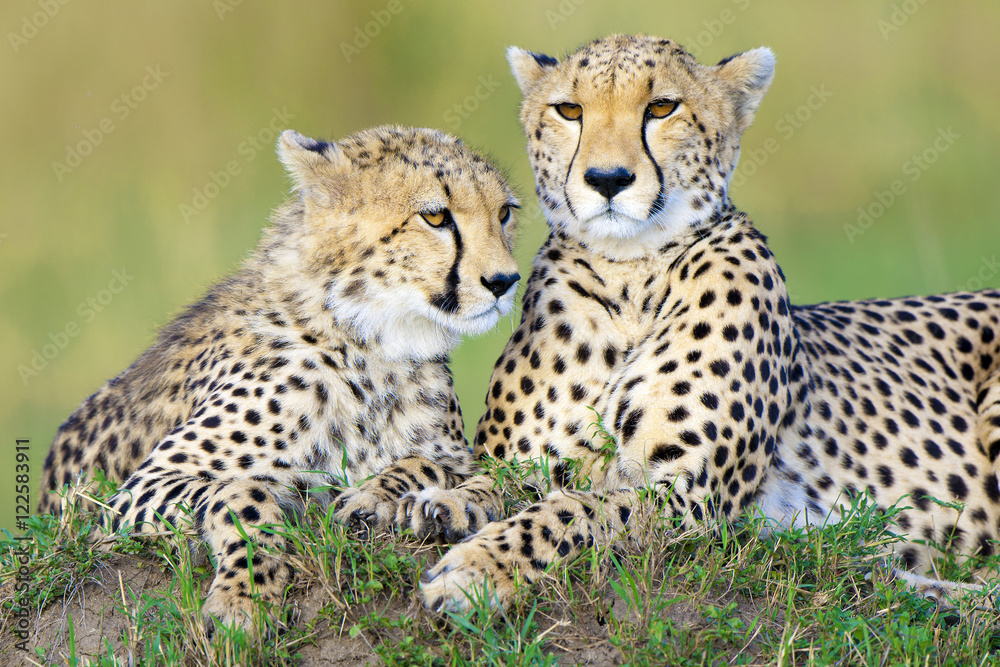 Mother cheetah (Acinonyx jubatus) and yearling offspring, resting on a termite mound, Masai Mara Game Reserve, Kenya, East Africa Mother cheetah (Acinonyx jubatus) and yearling offspring, resting on a termite mound, Masai Mara Game Reserve, Kenya, East Africa