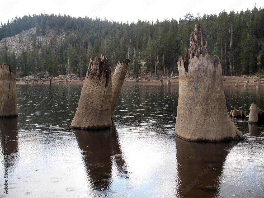 Stumps Close up/Large Tree stumps in a lake surrounded by forest.