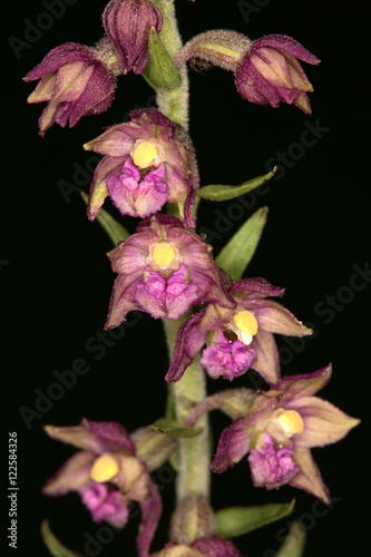 Macrophotographie d'une fleur sauvage: Epipactis rouge sombre (Epipactis atrorubens)