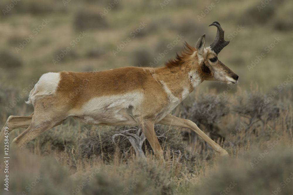 Pronghorn, Antilocapra americana, Southwest USA, Wyoming, Montana Pronghorn, Antilocapra americana, Southwest USA, Wyoming, Montana