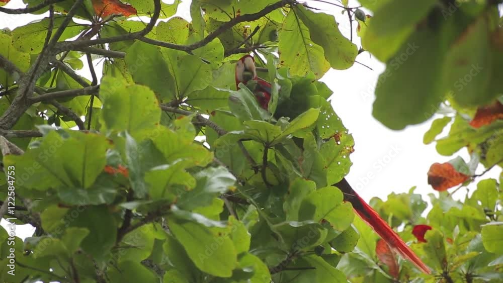 Parrot macaw eats nuts in the leaves on the tree.