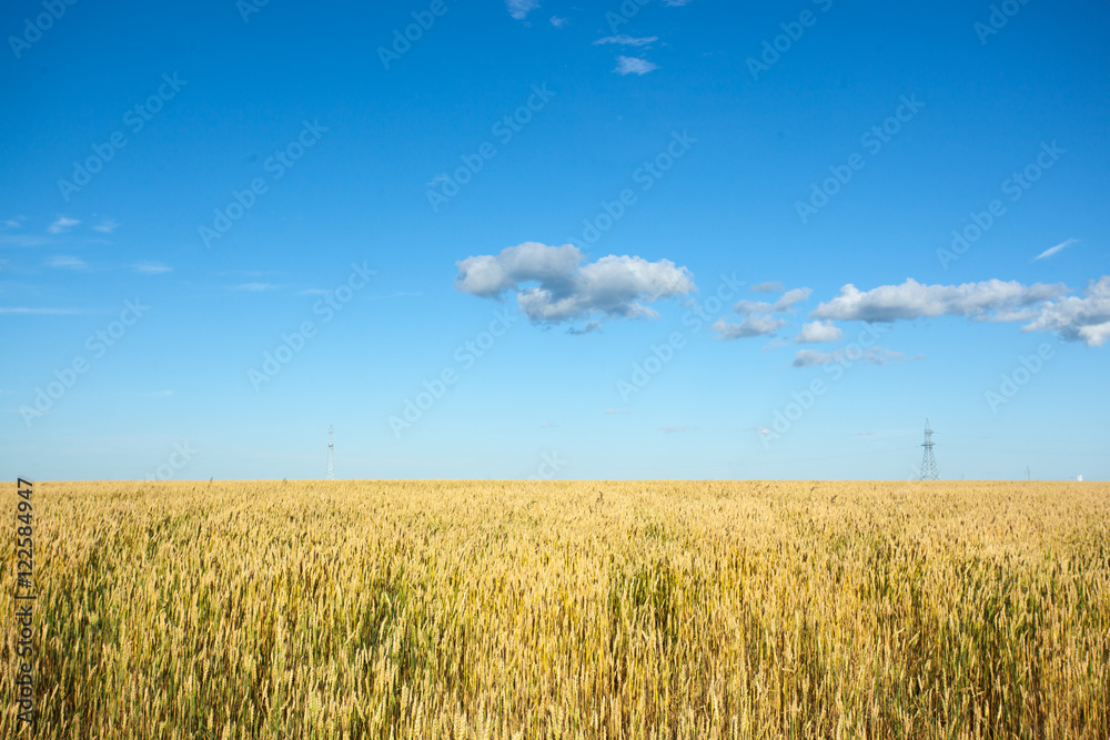 Wheat field with blue sky and electrical pole
