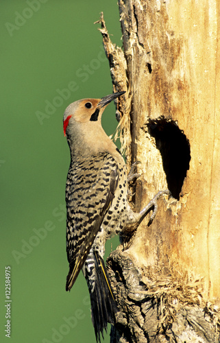 Male northern flicker (Coloptes auratus), yellow-shafted race, at the mouth of its cavity nest in an old balsam poplar, Alberta, Canada. photo