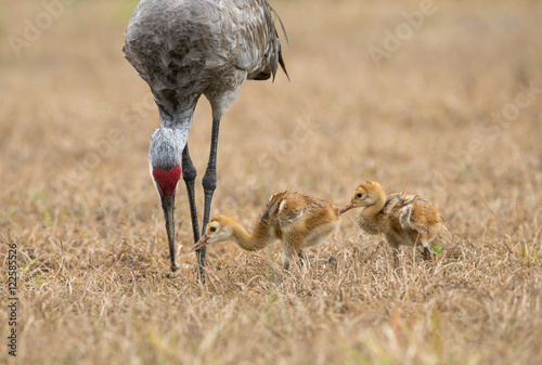 Sandhill Crane with chicks, Florida, USA