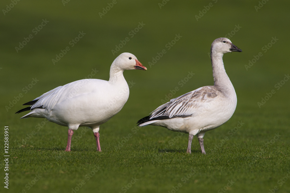 Snow Goose - Oak Bay BC Snow Goose - Oak Bay BC