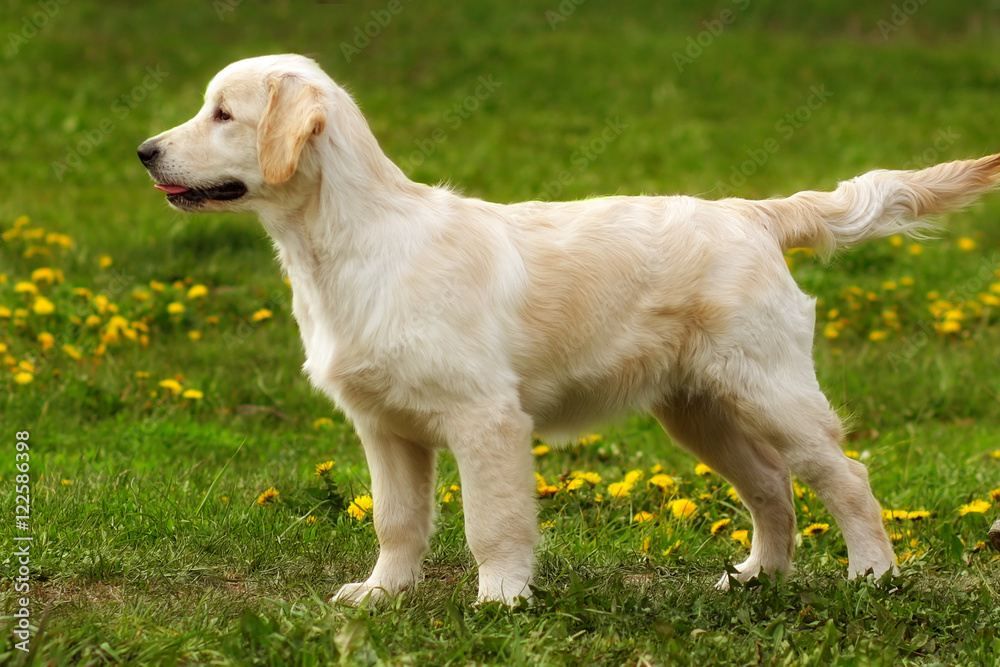 perfect exhibition stand is a puppy Golden Retriever