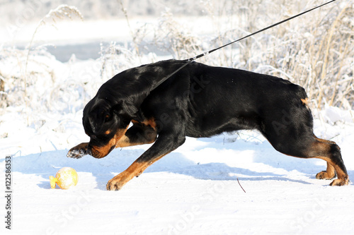 Big strong Rottweiler dog pulls the leash in the winter outdoors