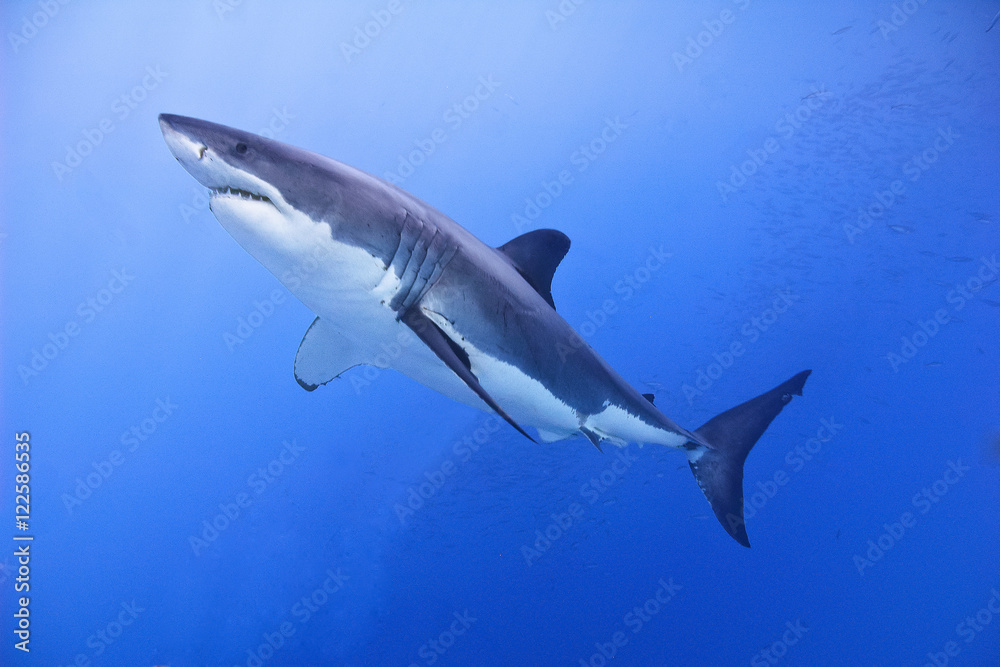 Great white shark (Carcharodon carcharias), Isla Guadalupe, Baja, Mexico Great white shark (Carcharodon carcharias), Isla Guadalupe, Baja, Mexico