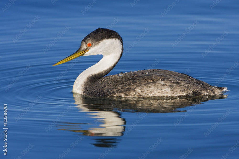 Western grebe (Aechmophorus occidentalis) swimming in Victoria, Vancouver Island, British Columbia, Canada Western grebe (Aechmophorus occidentalis) swimming in Victoria, Vancouver Island, British Columbia, Canada