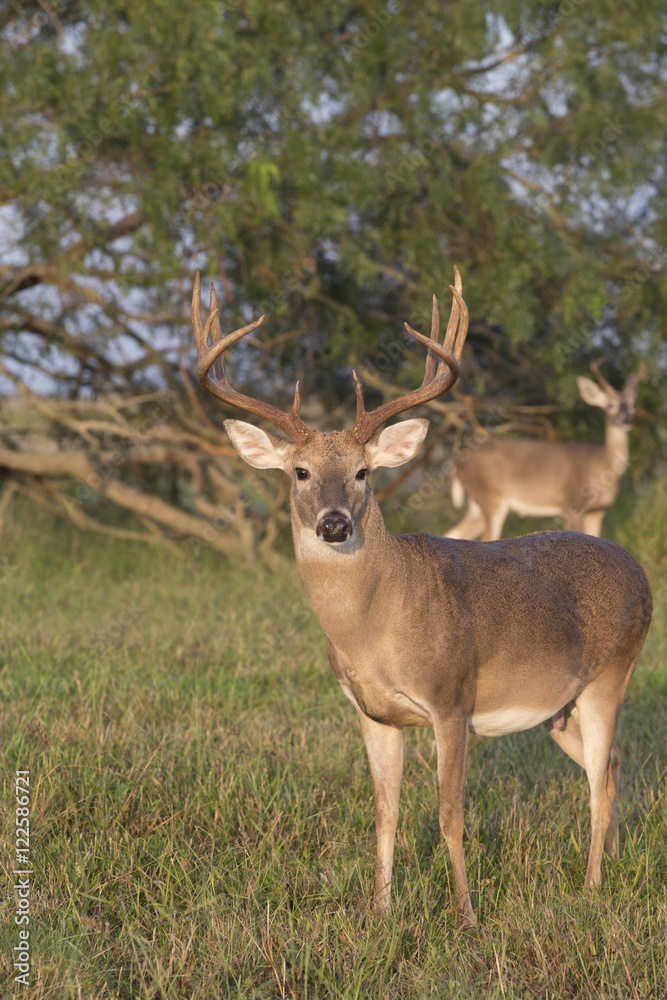 White-tailed Deer Buck in Southern Texas White-tailed Deer Buck in Southern Texas