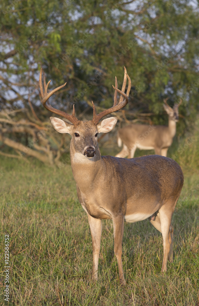 White-tailed Deer Buck in Southern Texas White-tailed Deer Buck in Southern Texas