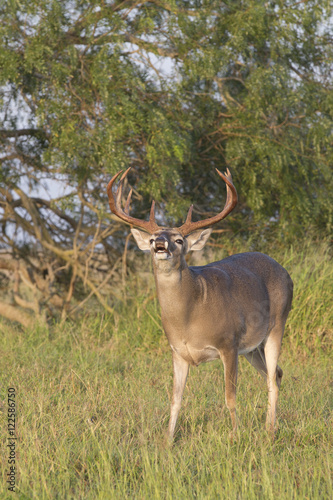 White-tailed Deer Buck in Southern Texas