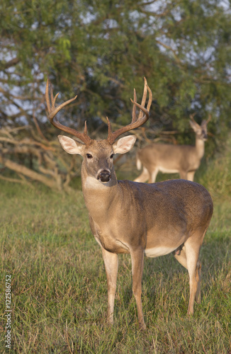White-tailed Deer Buck in Southern Texas