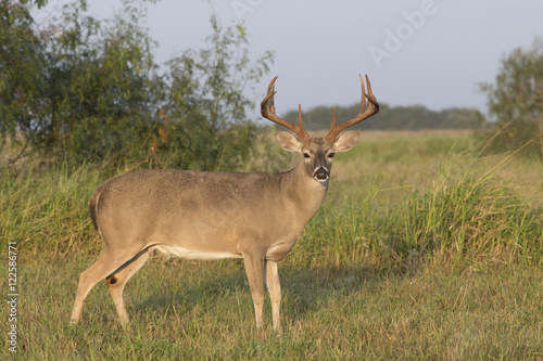 White-tailed Deer Buck in Southern Texas