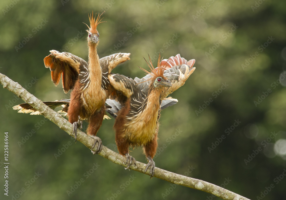 Hoatzin, Opisthocomus hoazin, Rio Napo, Amazon Basin, Ecuador