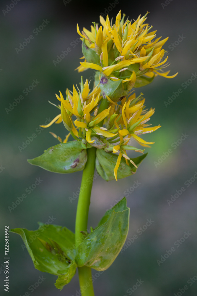 Macrophotographie d'une fleur sauvage: Gentiane jaune (Gentiana lutea) Macrophotographie d'une fleur sauvage: Gentiane jaune (Gentiana lutea)
